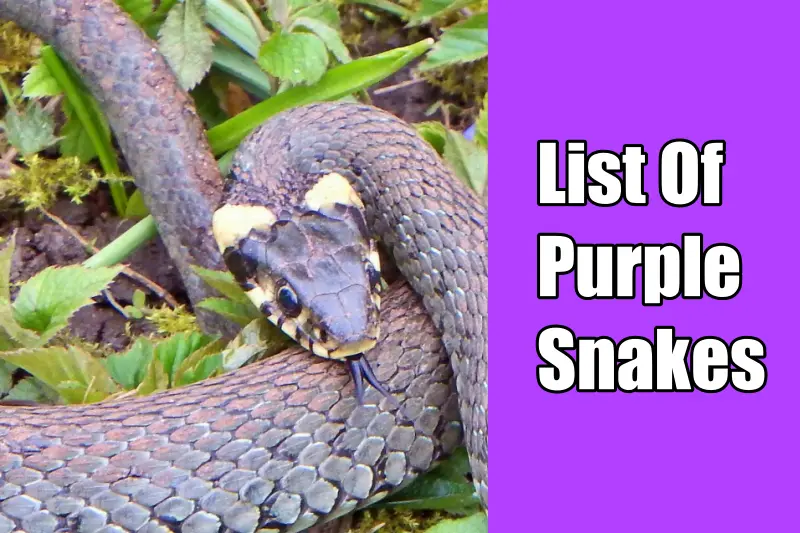 Purple Snakes