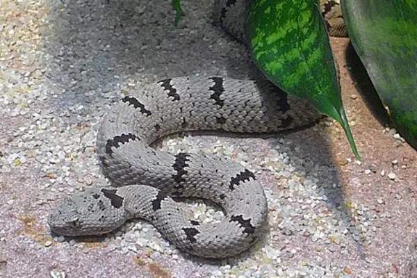 Banded rock rattlesnake