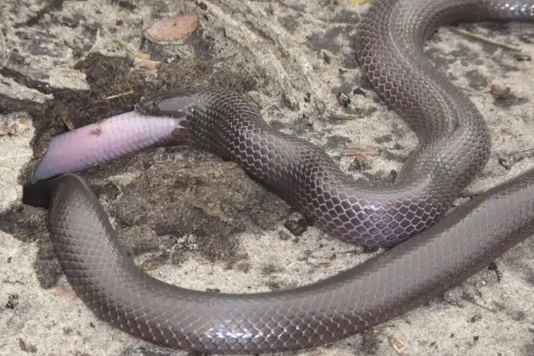Common Purple Glossed Snake