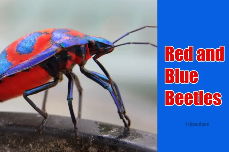 Red Blue Beetles