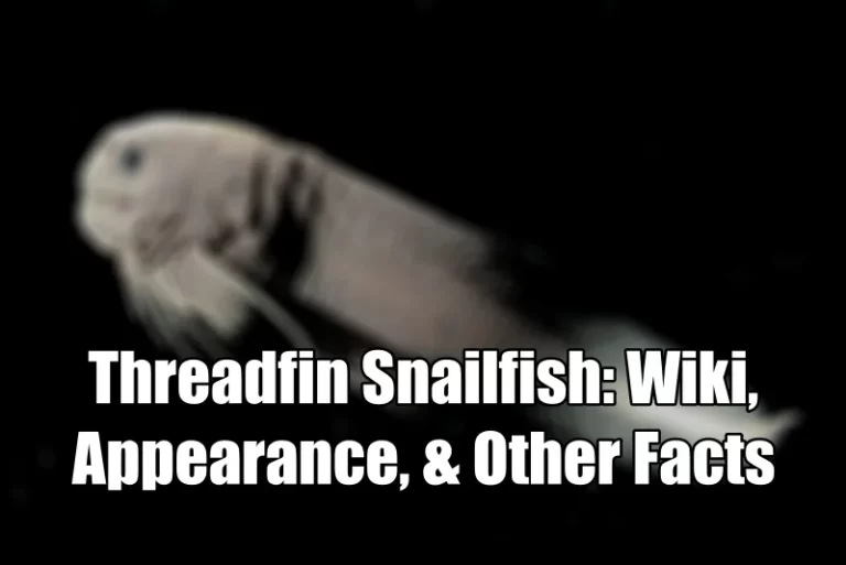Threadfin Snailfish