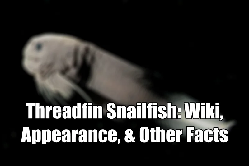 Threadfin Snailfish