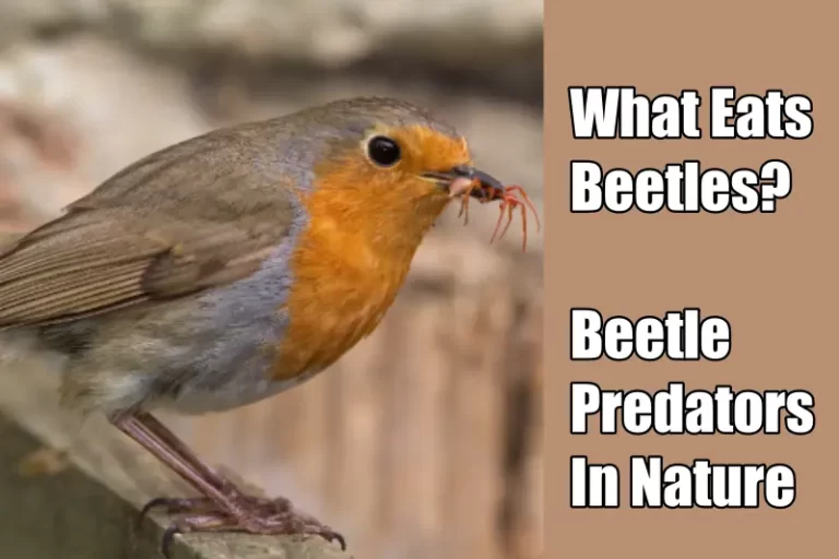 What Eats Beetles