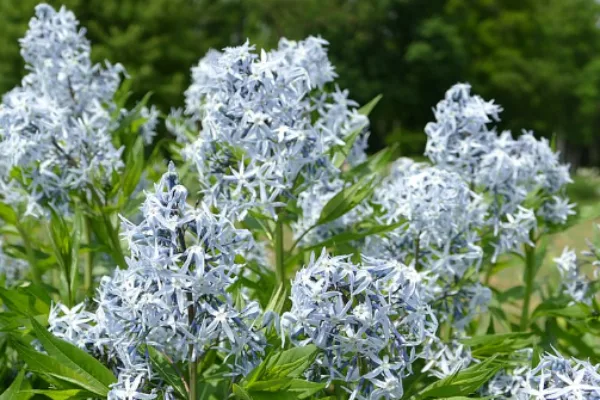 Bluestar flower