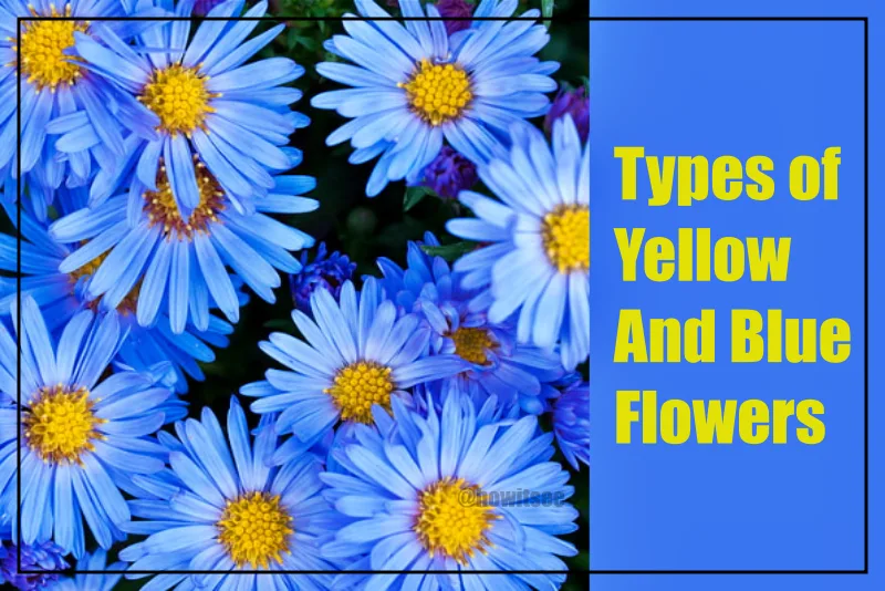 Yellow And Blue Flowers