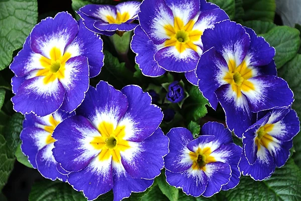 Blue primrose flower