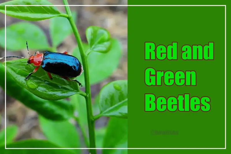 red and green beetle