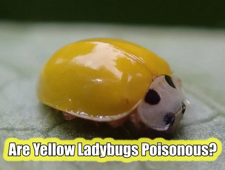Yellow Ladybugs