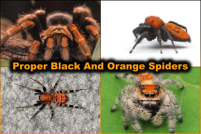 Black And Orange Spiders