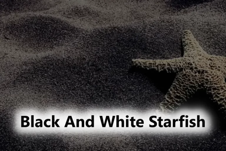 Black And White Starfish