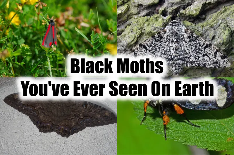 Black Moths