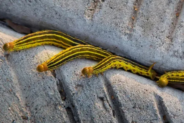 Arizona Caterpillar