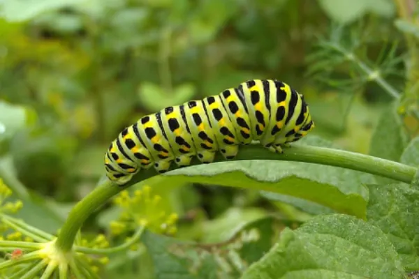 Old World Swallowtail Caterpillar