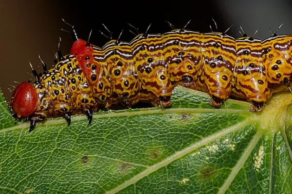 Redhumped Moth Caterpillar