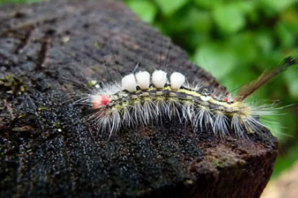 Rusty Tussock Caterpillar