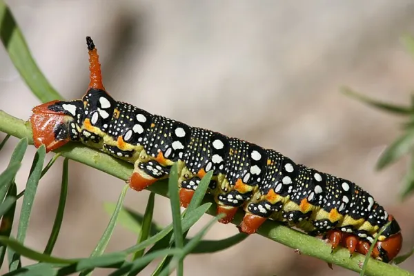 Spurge Hawk-moth Caterpillar