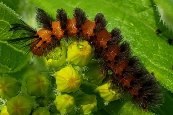 Unexpected Cycnia Moth Caterpillar