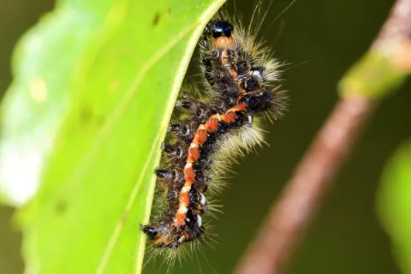 Yellow-tail Moth Caterpillar