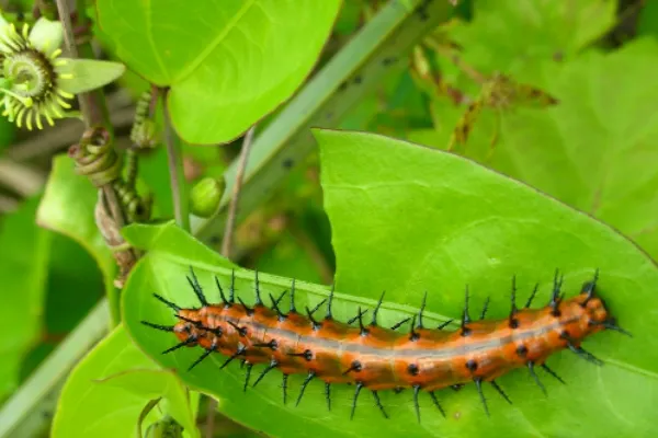 passion butterfly caterpillar