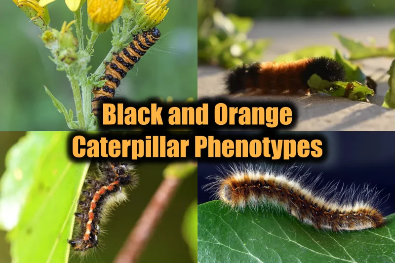 Black and Orange Caterpillars