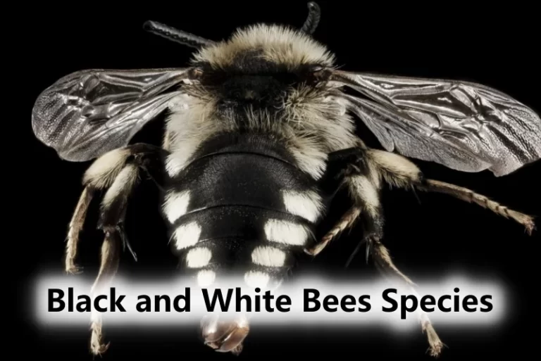 Black and White Bees