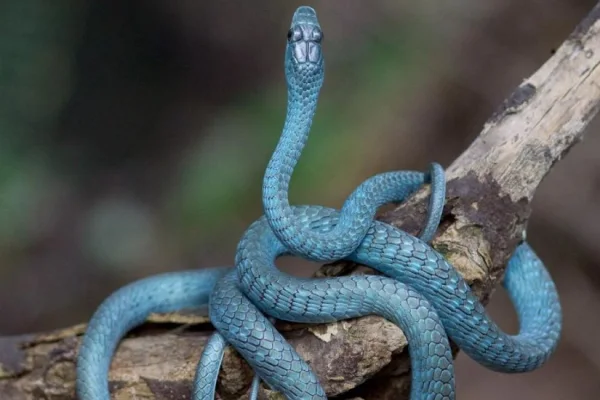 Blue-phase common tree snake