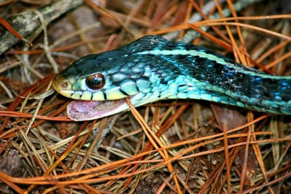 Blue-striped garter snake
