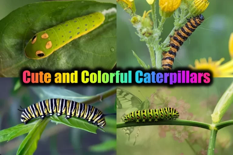 Cute and Colorful Caterpillar