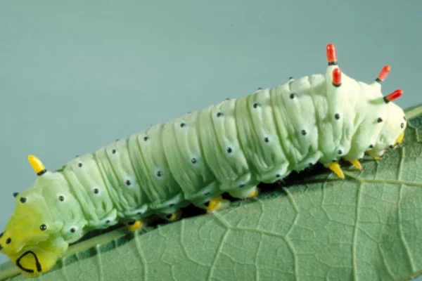 Promethea Giant Silk Moth Caterpillar