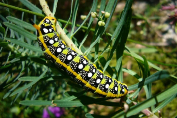 Spurge Hawk-Moth Caterpillar