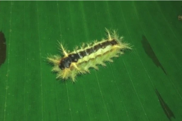 Banana Slug Caterpillar