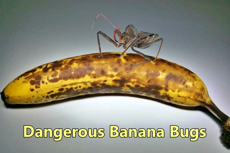 Dangerous Banana Bugs