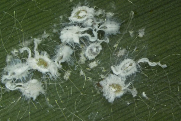 Spiralling whitefly