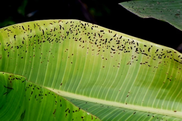 Banana fruit and leaf scarring beetles