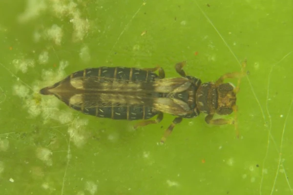 Banana leaf thrips