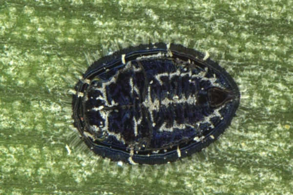 Banana whitefly