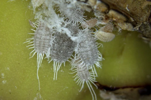 Jack Beardsly mealybug