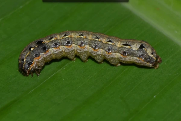 Leaf caterpillar