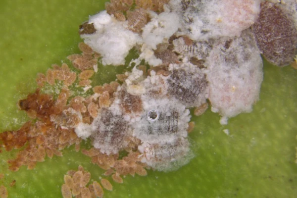 Pink hibiscus mealybug