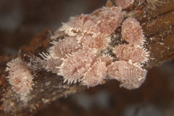 Pink pineapple mealybug