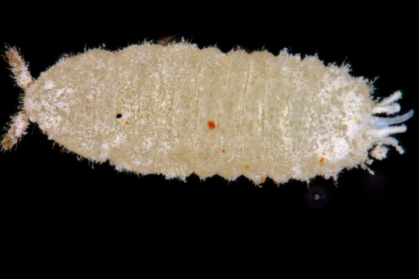  Rhizoecus sp.