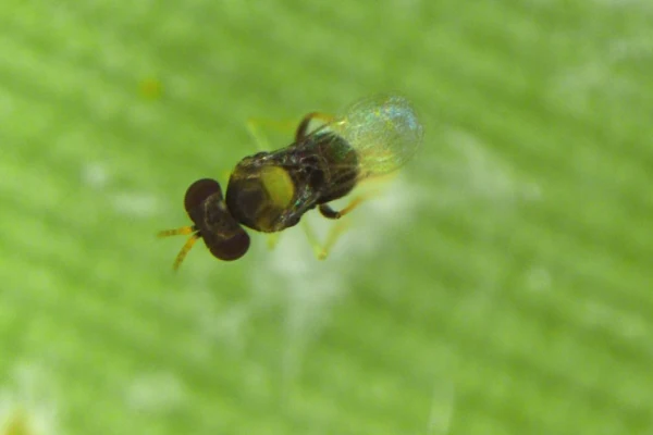 Rugose spiralling whitefly