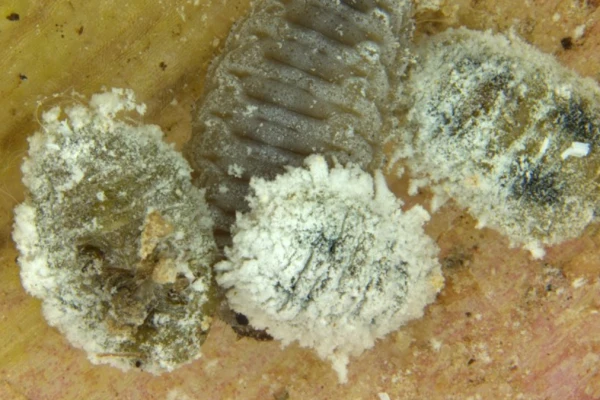 Solenopsis mealybug