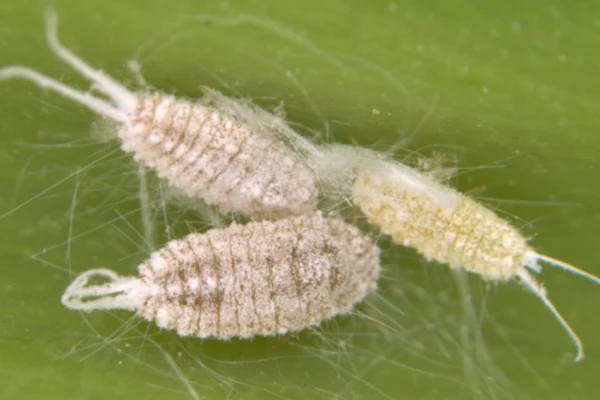 Tailed mealybug