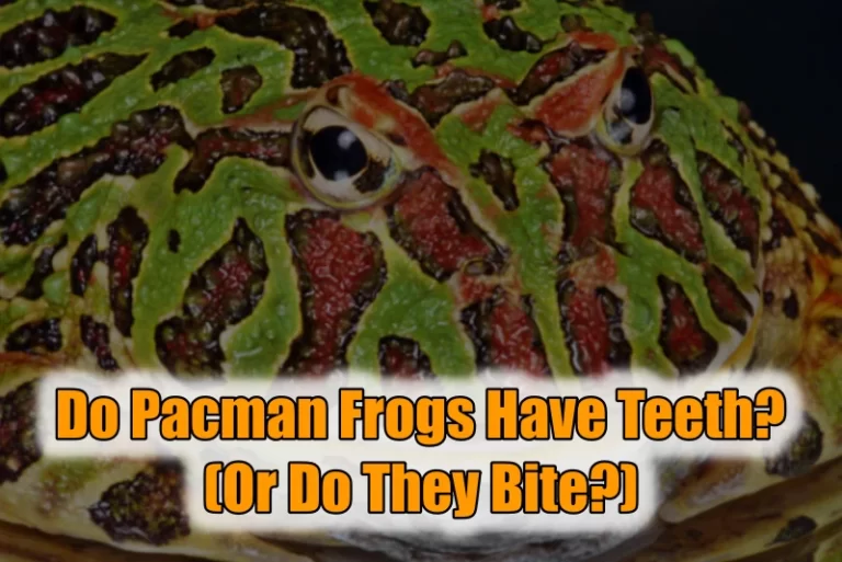 Pacman Frogs Have Teeth