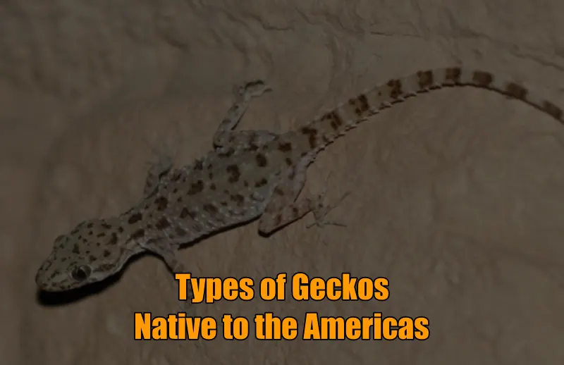 Geckos In America