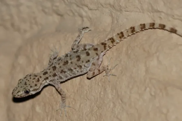 Rough Tailed Gecko