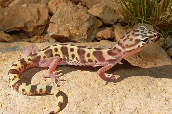 Western Banded Gecko 