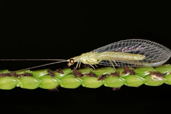 Common Green lacewings
