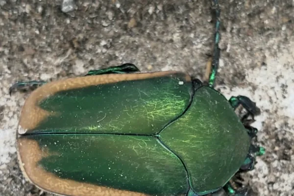 Fig-eater beetle